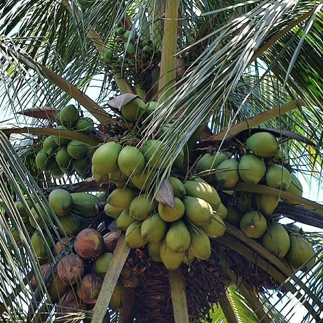 Ganga Bondam Green Dwarf